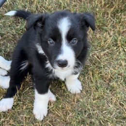 Gunnar - Black and white male Border Collie puppy in Hartsville, South Carolina from Wiggles 4 Life