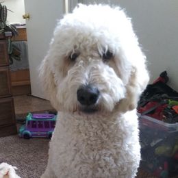 Aussiedoodles and Goldendoodles from Doodles of Northern California