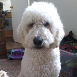 Aussiedoodles and Goldendoodles from Doodles of Northern California