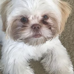 Shih Tzu Puppies from Prescious Shih Tzu’s