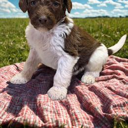 Marble - Parti female Goldendoodle puppy in Ellenburg Center, New York from Kristin's Puppies