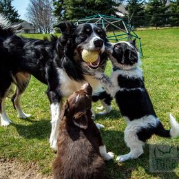 Border Collie, Golden Retriever, and Sporty Mix Puppies from Turbo Border Collies & Coltrievers