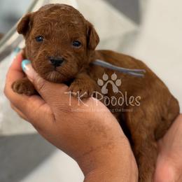Bonaire - Red  male Poodle puppy in Belleville, New Jersey from TK Poodles