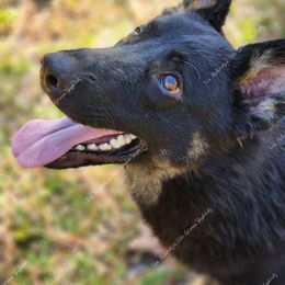 Dash Phantom Von Richardson - Bi-color German Shepherd puppy in Deer Park, Alabama from Von Richardson Elite German Shepherds