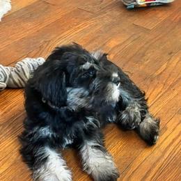 Miniature Schnauzer Puppies from Nature's Nook