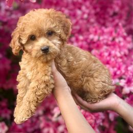 Boy 2 - Apricot male Poodle puppy in Greenville, North Carolina from Royal Paws, LLC