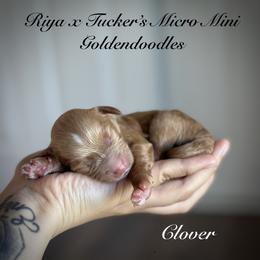 Clover - Apricot male Goldendoodle puppy in Waterford, California from Alvdoodles