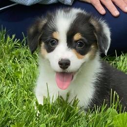 Australian Shepherds and Pembroke Welsh Corgis from Mallory Pembroke Welsh Corgis And Australian Shepherds
