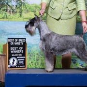 Cerena - Standard Schnauzer