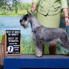 Cerena - Standard Schnauzer