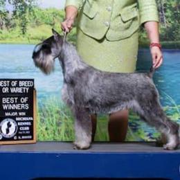 Cerena - Standard Schnauzer