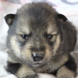 Tru - Brown - Agouti and white male Alaskan Malamute puppy in Independence, Virginia from New River Valley Malamutes