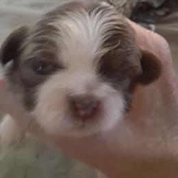 Boy 2 - Gold and white male Shih Tzu puppy in Lake Worth, Florida from Shih Tzu Cottage