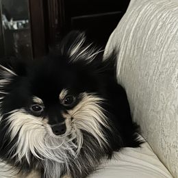 Pomeranians and Pomskies from Capital Pomsky