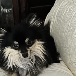 Pomeranians and Pomskies from Capital Pomsky