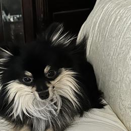 Pomeranians and Pomskies from Capital Pomsky