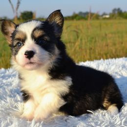 Candy - Fluffy girl - Black and tan female Pembroke Welsh Corgi puppy in Poteau, Oklahoma from Half-Pint Corgis