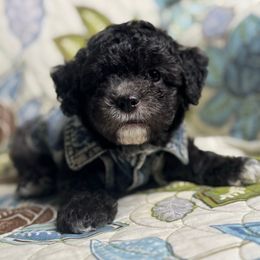 Boy4 061025 MC - Black & white male Maltipoo puppy in Bakersfield, California from Silvia's Maltipoos