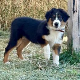 Marina - Black tri-color female Australian Shepherd puppy in Preston, Idaho from KC Bar Ranch Aussies