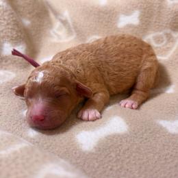Robin - Apricot female Goldendoodle puppy in Pittsburg, Texas from Grace Springs Goldendoodles