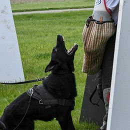 Orrin - German Shepherd