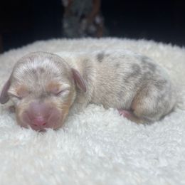North - Dapple male Dachshund puppy in Washburn, Tennessee from Clinch Mountain Dachshunds