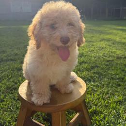 Yellow collar girl - Apricot female Goldendoodle puppy in San Augustine, Texas from Vintage Doodles