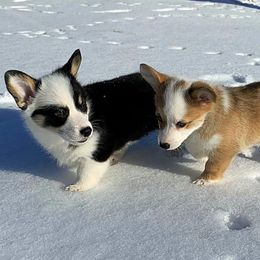 American Corgis and Pembroke Welsh Corgis from Cole's Corgi Compound