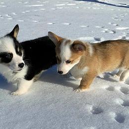 American Corgis and Pembroke Welsh Corgis from Cole's Corgi Compound