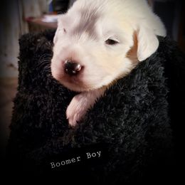 Great Pyrenees Puppies from Rusty Horse Ranch Great Pyrenees