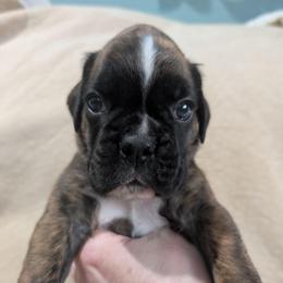 Bodi - Brindle male Boxer puppy in Campbellsville, Kentucky from Bellbox German Boxers