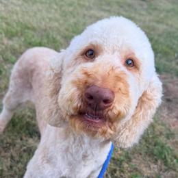 Matilda with training - Red female Cockapoo puppy in Boonville, North Carolina from Doods & Dolls