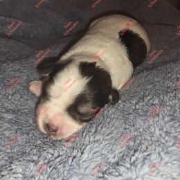 Julep - Parti female Miniature Schnauzer puppy in Crestview, Florida from Dees Schnauzers