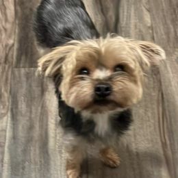 Companion Crosses and Yorkshire Terriers from Lashay's Pups