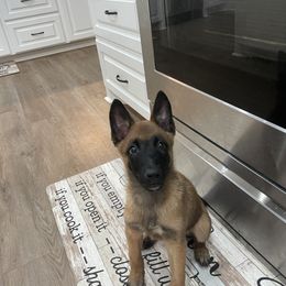 Belgian Malinois Puppies from D&C Kennel