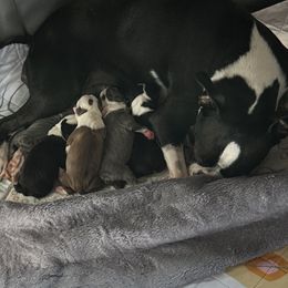 Boston Terrier Puppies from Little Miss and Mister Boston Terriers