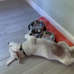 Labrador Retriever Puppies from Fidelity Farm Labradors