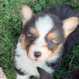Ralph - Black and tan male Pembroke Welsh Corgi puppy in Beggs, Oklahoma from Blue Diamond Corgi’s