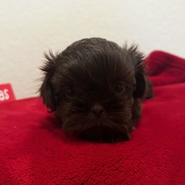 Hershey - Shih Tzu puppy in Oxnard, California from California Shih Tzu