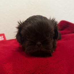 Hershey - Shih Tzu puppy in Oxnard, California from California Shih Tzu
