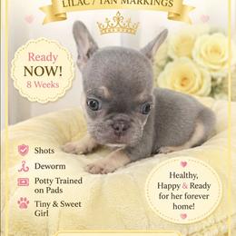 Girl 1 - White female French Bulldog puppy in Victorville, California from Californiadreamyshihtzus