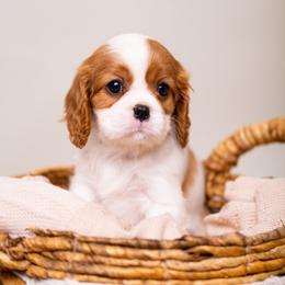 Cavalier King Charles Spaniel Puppies from Cane Creek Cavaliers