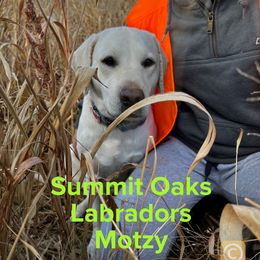 Motzy - Labrador Retriever