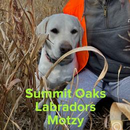 Motzy - Labrador Retriever