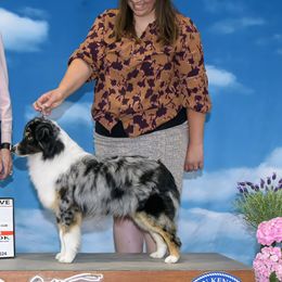 Australian Shepherds and Miniature American Shepherds from Shawnkara Australian Shepherds & Miniature American Shepherds