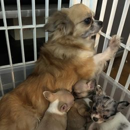 Chihuahua puppies from Chilove Chihuahuas