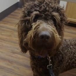 Mario - Chocolate male Goldendoodle puppy in St. Louisville, Ohio from Shaw Springs