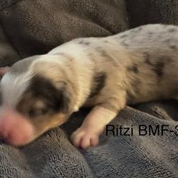 Girl 3 - Blue merle female Toy Australian Shepherd puppy in Lame Deer, Montana from Bar M Toy Aussies