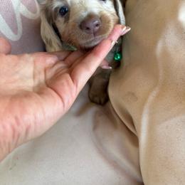 Rocket - Dapple male Dachshund puppy in Senoia, Georgia from Honey Creek Doxies