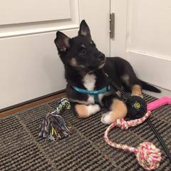 Lapponian Herder Puppies from Kuulas Kennels